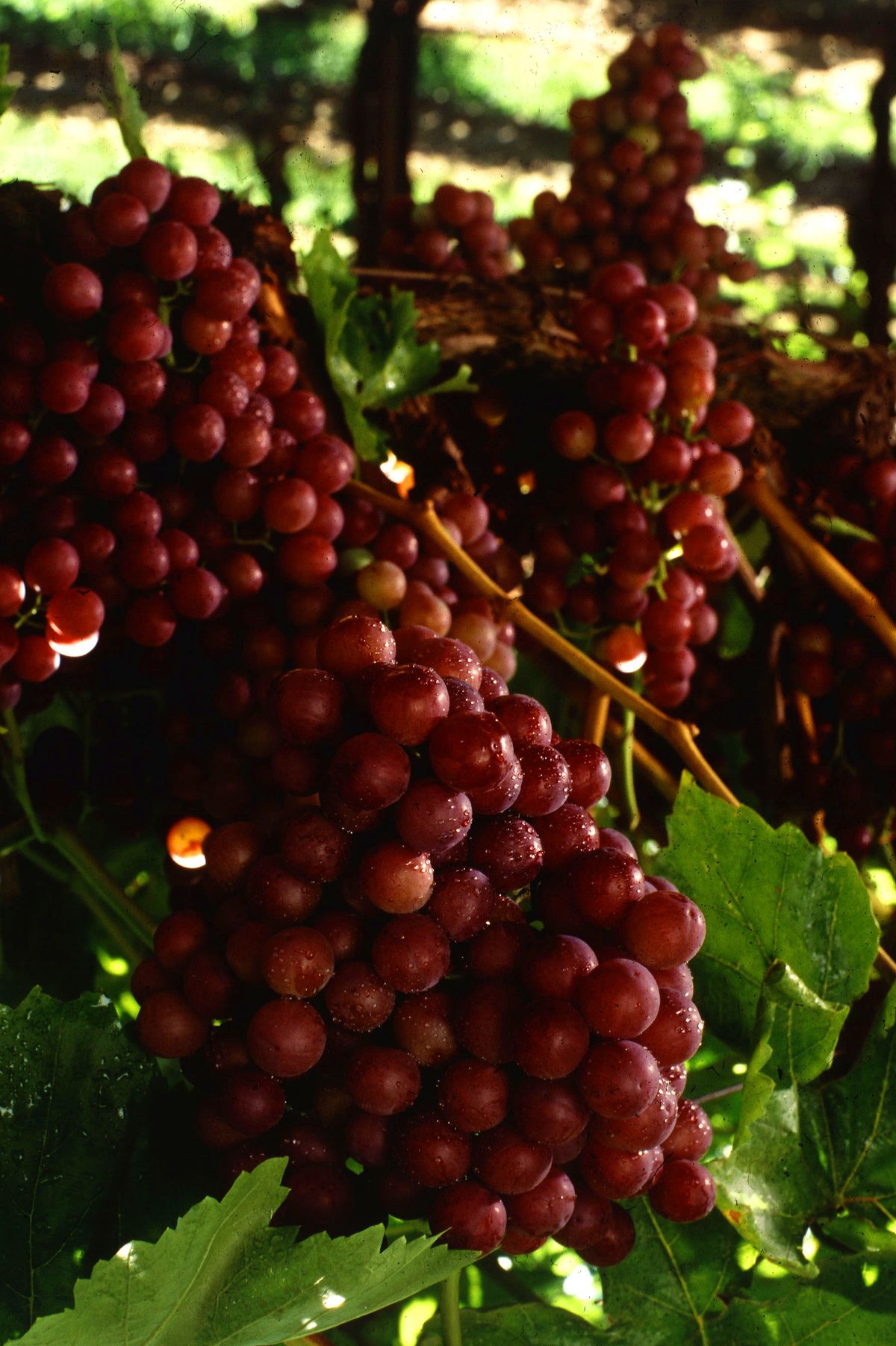 Flame seedless grapes on the vine
