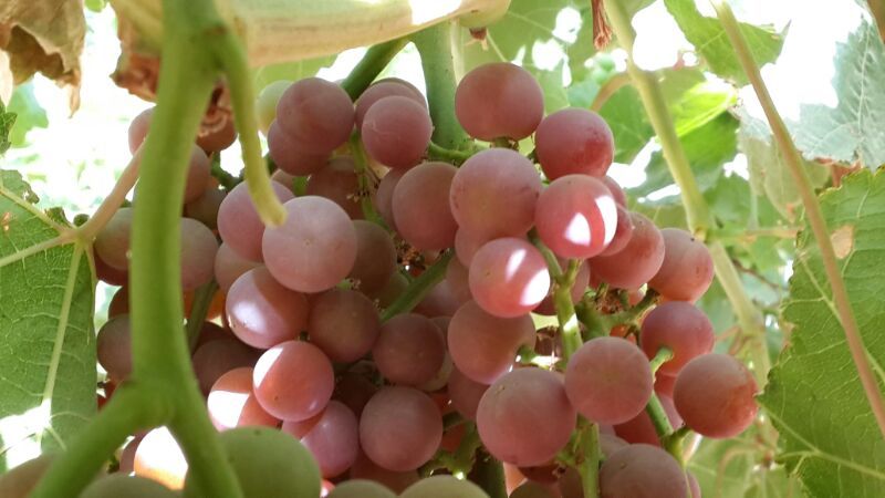 Red grapes close to harvest