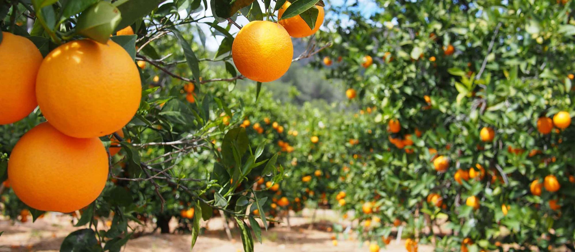 Orange orchard