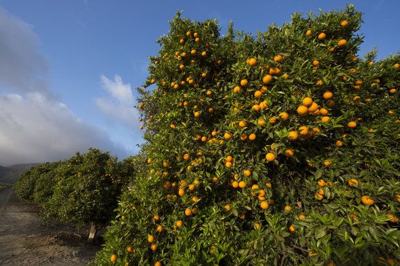 Orange trees at dawn