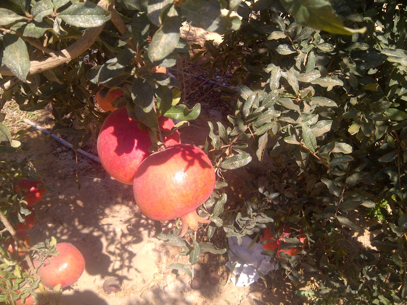 Wonderful pomegranates ripening